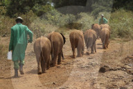 FEATURE - Elefanten in Kenia
