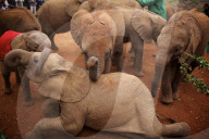 FEATURE - Elefanten in Kenia