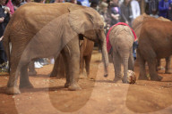 FEATURE - Elefanten in Kenia
