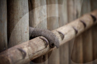 FEATURE - Elefanten in Kenia