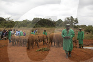 FEATURE - Elefanten in Kenia