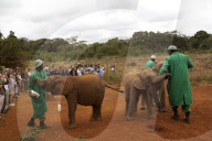 FEATURE - Elefanten in Kenia