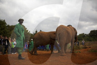 FEATURE - Elefanten in Kenia