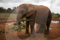FEATURE - Elefanten in Kenia