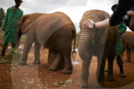 FEATURE - Elefanten in Kenia