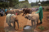 FEATURE - Elefanten in Kenia