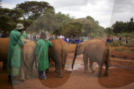 FEATURE - Elefanten in Kenia