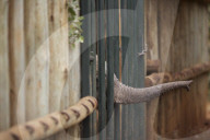 FEATURE - Elefanten in Kenia