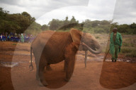 FEATURE - Elefanten in Kenia