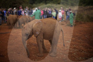 FEATURE - Elefanten in Kenia