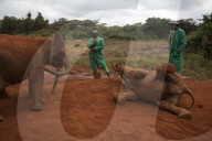 FEATURE - Elefanten in Kenia