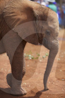 FEATURE - Elefanten in Kenia