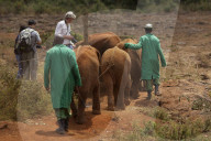 FEATURE - Elefanten in Kenia
