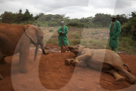 FEATURE - Elefanten in Kenia