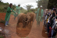 FEATURE - Elefanten in Kenia