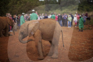 FEATURE - Elefanten in Kenia