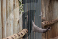 FEATURE - Elefanten in Kenia