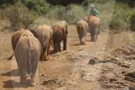 FEATURE - Elefanten in Kenia