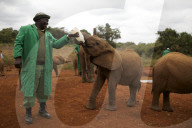 FEATURE - Elefanten in Kenia