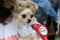 PEOPLE - Promis zeigen eine Herz für Hunde: 'Pup Aid' in Primrose Hill