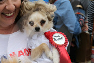 PEOPLE - Promis zeigen eine Herz für Hunde: 'Pup Aid' in Primrose Hill