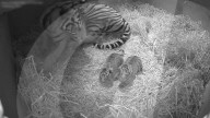 FEATURE - Sumatran Tiger Junge im Zoo von London