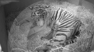 FEATURE - Sumatran Tiger Junge im Zoo von London