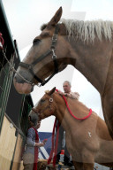 FEATURE - Die Dorset County Show 
