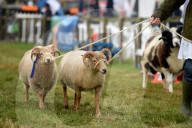 FEATURE - Die Dorset County Show 