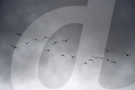 FEATURE - Die Dorset County Show 