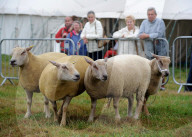 FEATURE - Die Dorset County Show 
