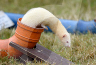 FEATURE - Die Dorset County Show 