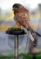 FEATURE - Die Dorset County Show 