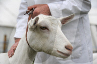 FEATURE - Die Dorset County Show 