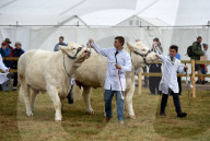 FEATURE - Die Dorset County Show 