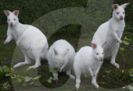 FEATURE - Albinokängurus in Neuluederdorf