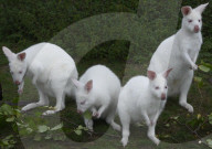 FEATURE - Albinokängurus in Neuluederdorf