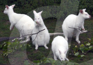 FEATURE - Albinokängurus in Neuluederdorf