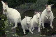 FEATURE - Albinokängurus in Neuluederdorf