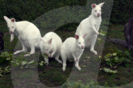 FEATURE - Albinokängurus in Neuluederdorf