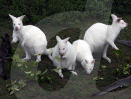 FEATURE - Albinokängurus in Neuluederdorf