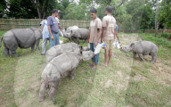FEATURE - Indien: Gerettete Nashornkinder werden in Kaziranga gepflegt