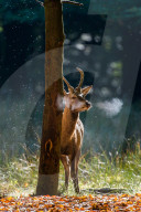 FEATURE - 'dampfender' Hirsch