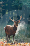 FEATURE - 'dampfender' Hirsch