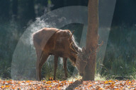 FEATURE - 'dampfender' Hirsch