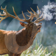 FEATURE - 'dampfender' Hirsch