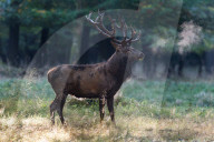 FEATURE - 'dampfender' Hirsch