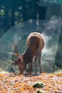 FEATURE - 'dampfender' Hirsch