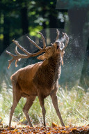 FEATURE - 'dampfender' Hirsch