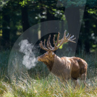 FEATURE - 'dampfender' Hirsch